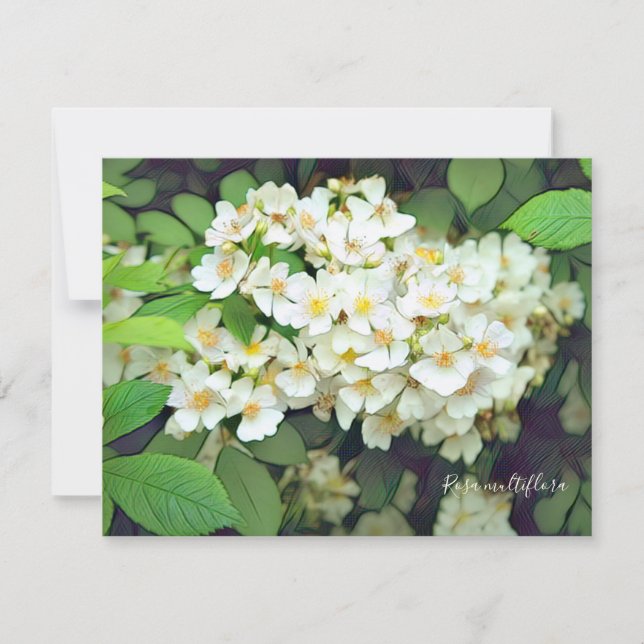Rosa multiflora［Flat Card］ (Frente)
