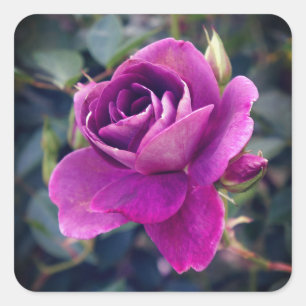 Rosa Nº 2-2 Adesivos de Iceberg