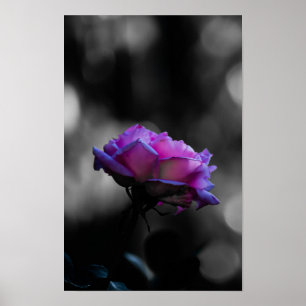 Rosa Neon Rosa em Poster Preto e Branco com Bokeh