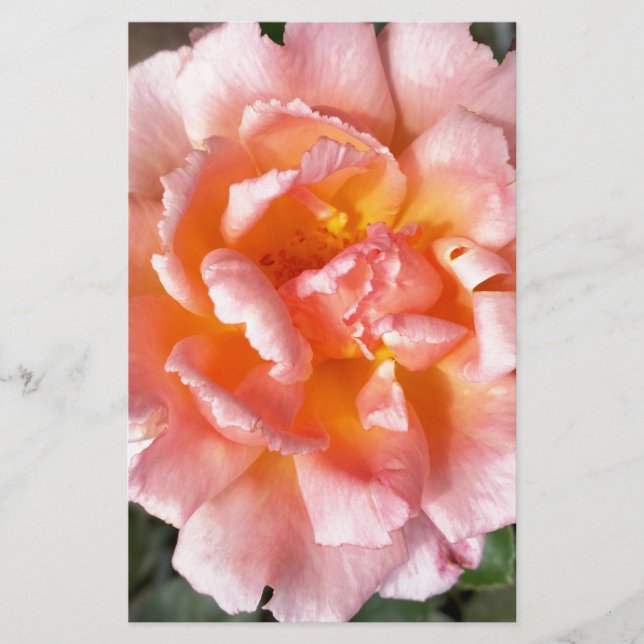 rosa no outono (Frente)