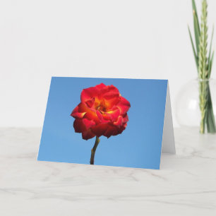 Rosa Phoenix nos cartões de saudação do céu
