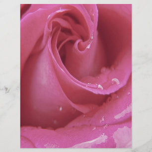 Rosa Rosa Rosa