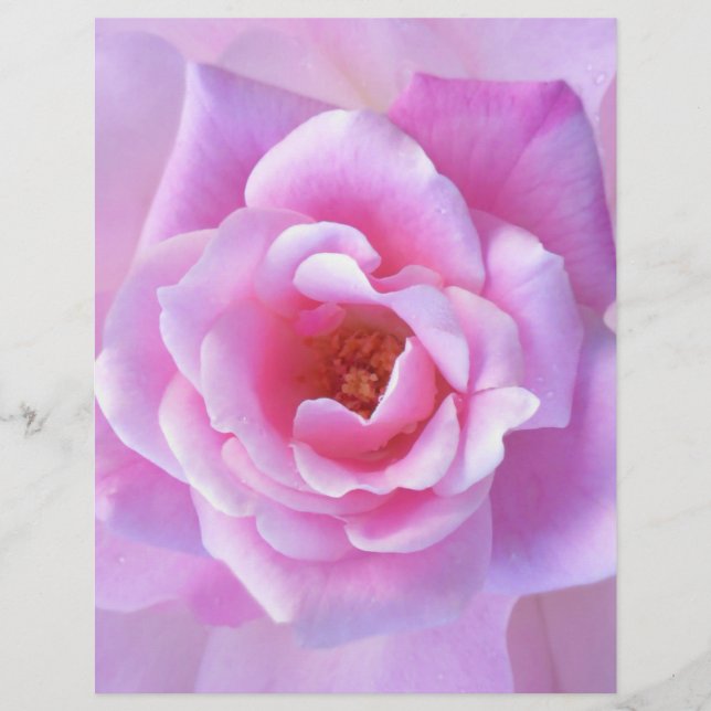 Rosa Rosa Rosa bonito (Frente)