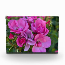 Rosa Rosa Rosa lavanda