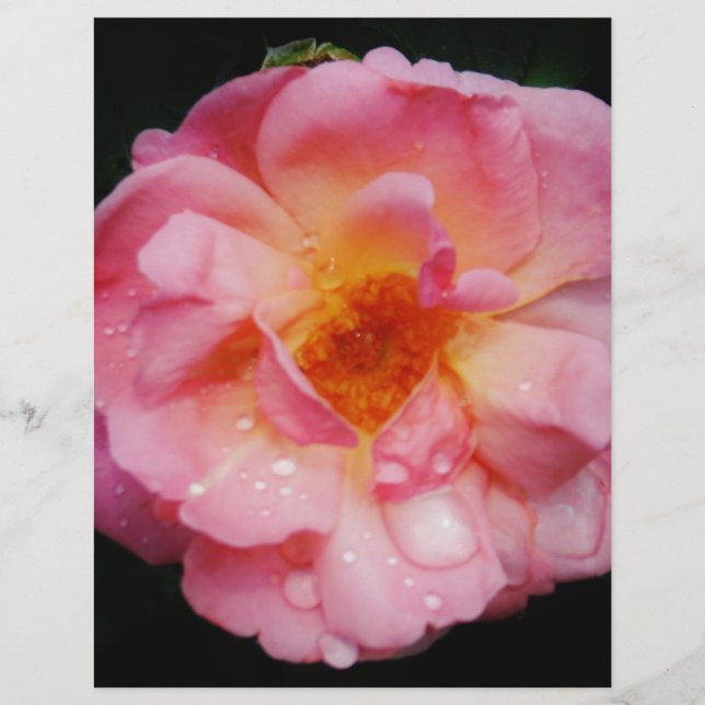 Rosa Rosa Rosa Rosa Cor-de-Rosa com Guias Negras (Frente)