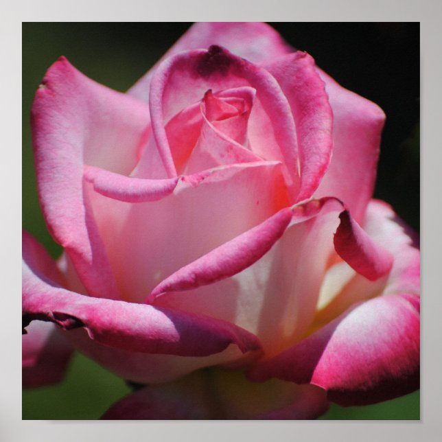 Rosa Rosa Rosa Rosa Cordes Perfecta Impressão (Frente)