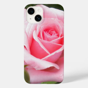 Rosa Rosa Rosa Rosa Pálida
