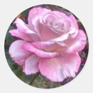 rosa rosa solteiro sobre um adesivo