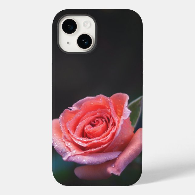 Rosa Rosa Única com Orvalho (Verso)