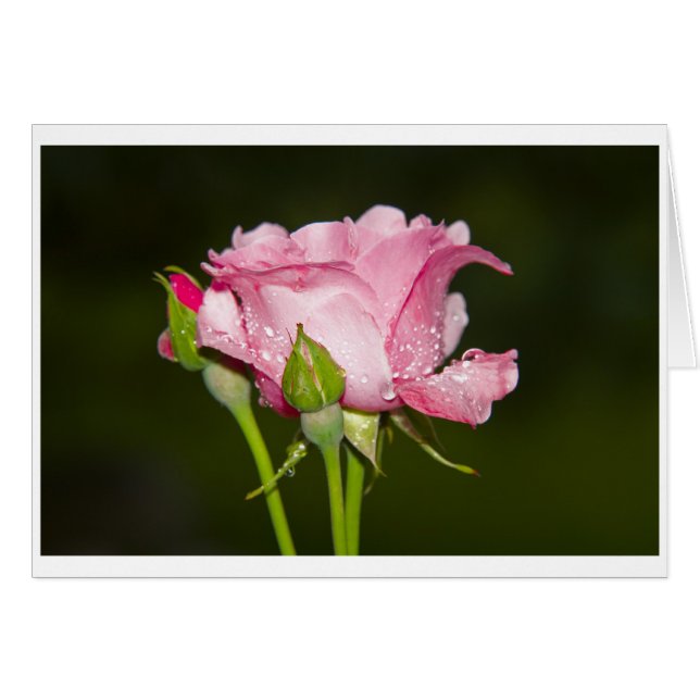 rosa rosarote cartão (Frente Horizontal)
