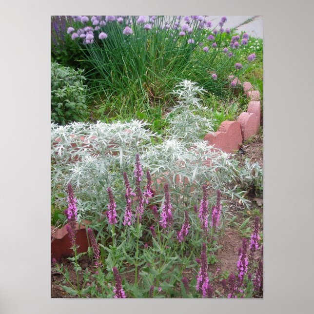 Rosa salvia, artemesia e cebolinho poster (Frente)