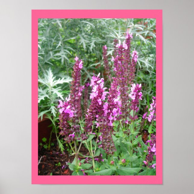 ROSA SALVIA E ARTEMESIA POSTER (Frente)