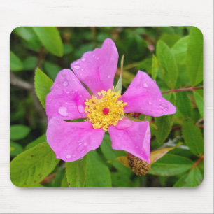 Rosa selvagem com o Mousepad de gotas de poeira