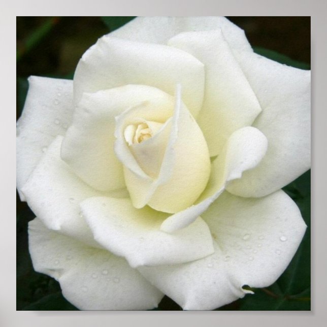 Rosa Significa Poster de Impressão (Frente)