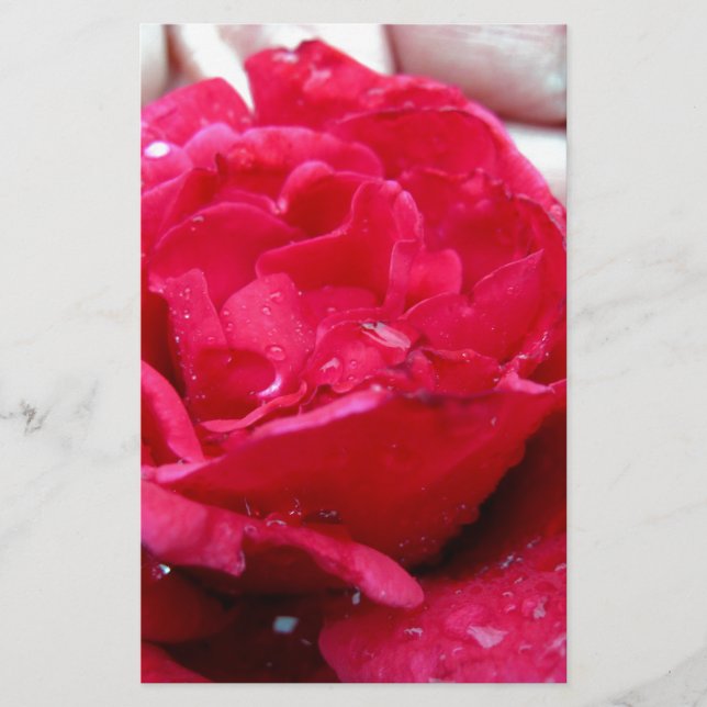 Rosa vermelha (Frente)