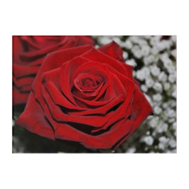 Rosa vermelha bonita