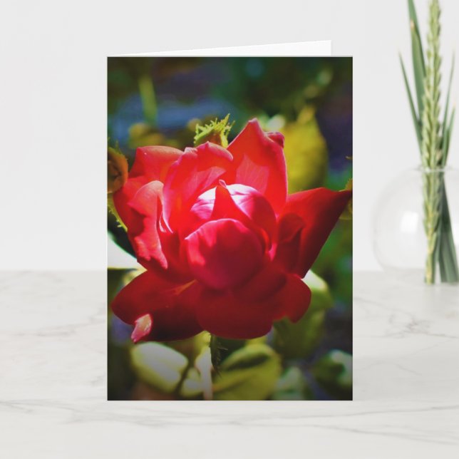 Rosa vermelha, cartão (Frente)