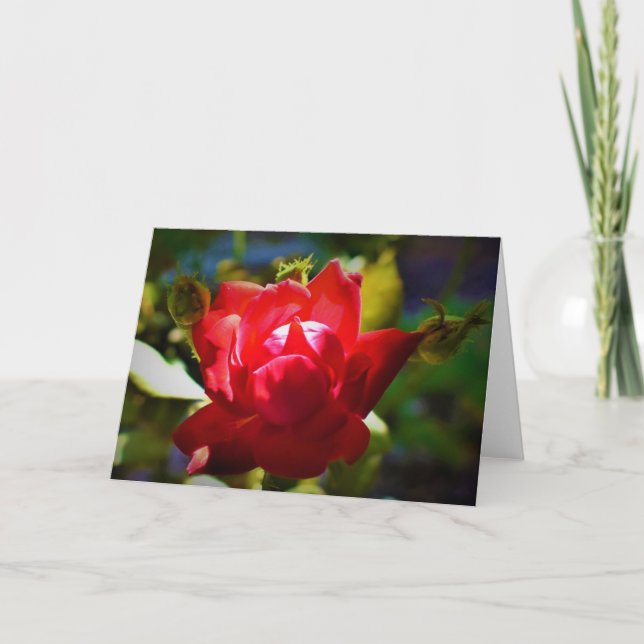 Rosa vermelha, cartão (Frente)