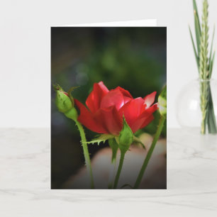 Rosa vermelha, cartão