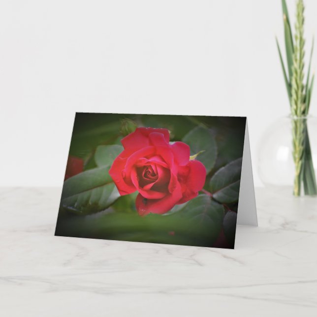 Rosa vermelha, cartão (Frente)
