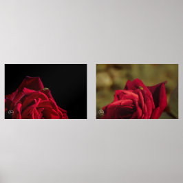 Rosa vermelha com conjunto de impressão de joaninh