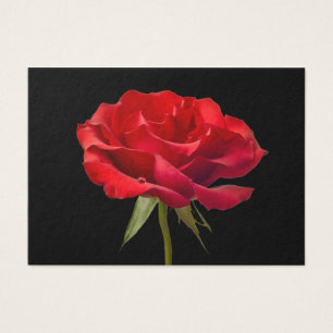 Rosa vermelha com gota de orvalho no costume preto