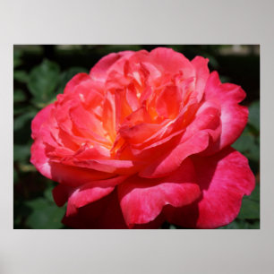 Rosa vermelha de Impressões de arte fina com venti