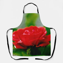 Rosa vermelha de manhã coberta com gotas de orvalh