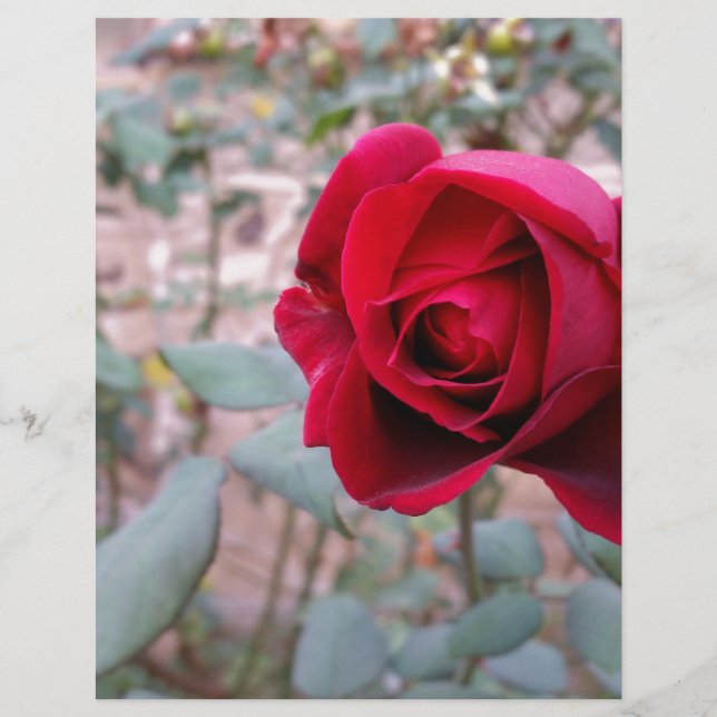 Rosa vermelha de outono (Frente)