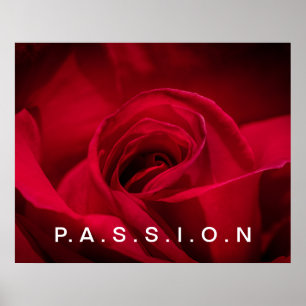 Rosa vermelha de Poster de paixão