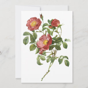 Rosa Vermelha do Amor por Redoute Convite