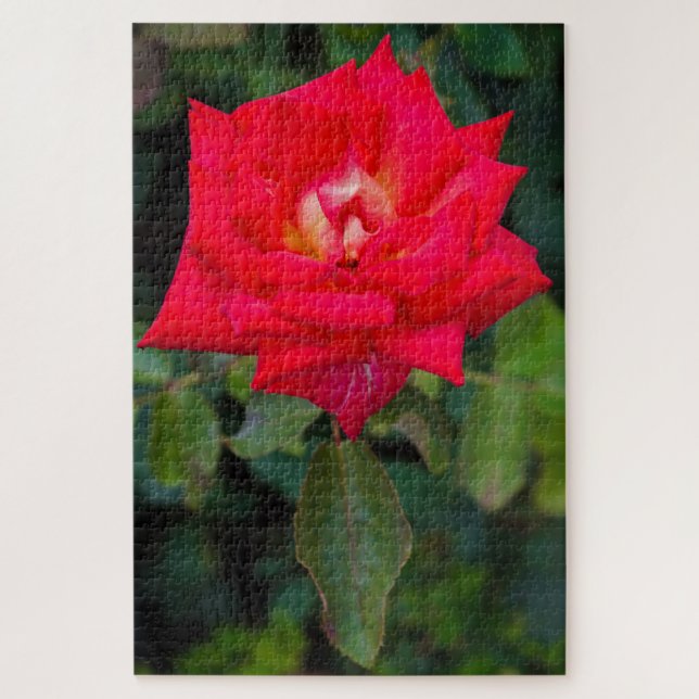 Rosa vermelha Foto Jigsee Quebra-cabeça (Vertical)