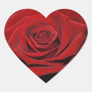 Rosa vermelha - Herzförmige autocolante