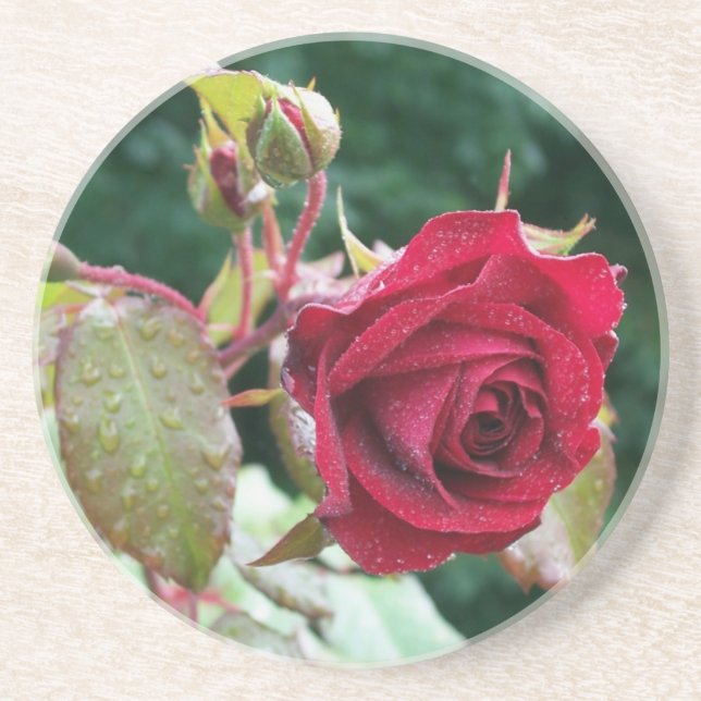 Rosa vermelha Sandstone Porta copos (Frente)