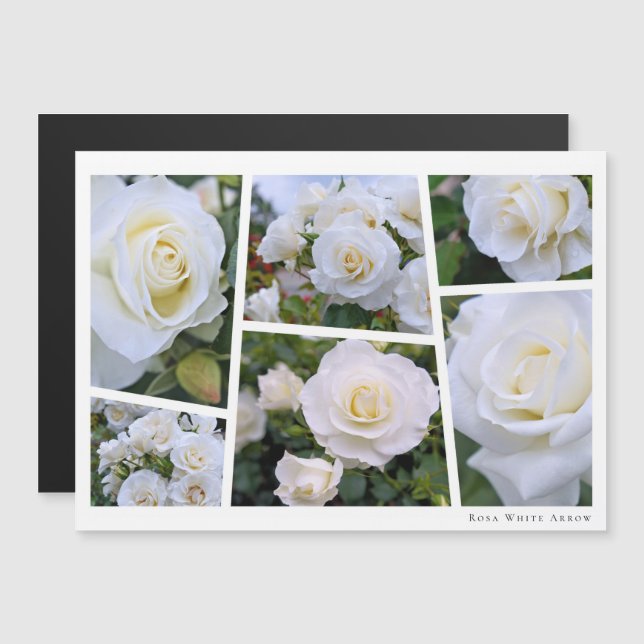 Rosa White Arrow (Frente/Verso)