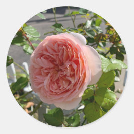 Rosa x centifolia (Rosa couve-flor) adesivo