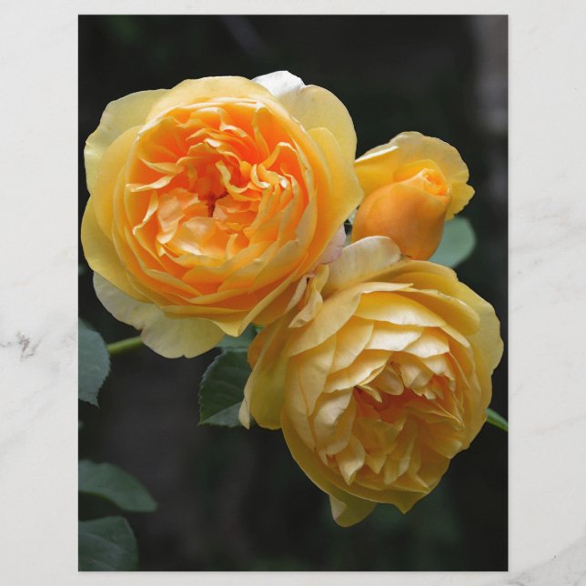 Rosas Amarelos (Frente)