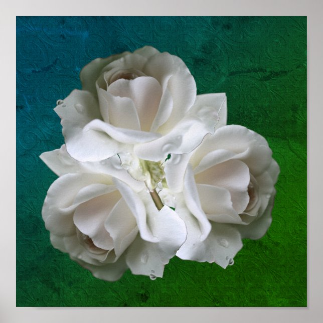 Rosas brancas com Poster de Buquê de de gotas de c (Frente)