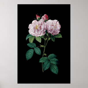 Rosas cor-de-rosa do poster preto do fundo de
