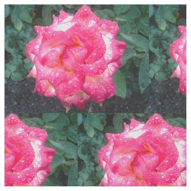 ROSAS DE PINO E tecido DE RAINDROPS (Detalhe)