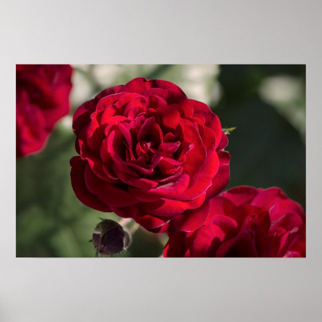 Rosas em Poster - Radiância de Veludo (Frente)