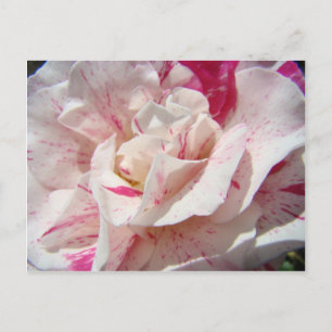 ROSAS Flores Brancas Rosa Cor-de-Rosa 1 Cartões Ap