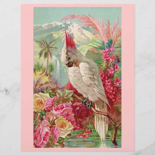 Rosas Rosa Cockatoo (Frente)