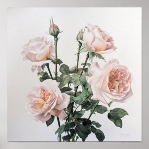 Rosas Rosa, Impressão de Arte Flor Poster