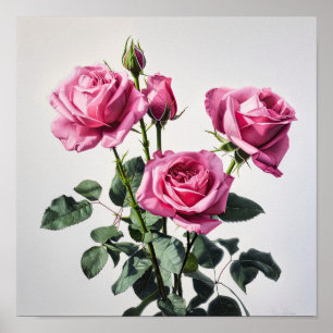 Rosas Rosa, Impressão de Arte Flor Poster
