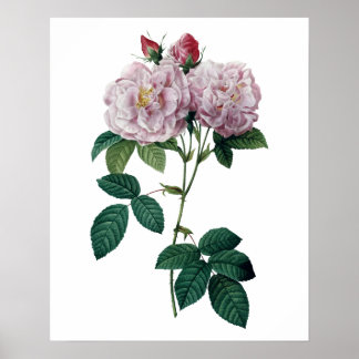 Rosas rosa por impressão de qualidade de prêmio de