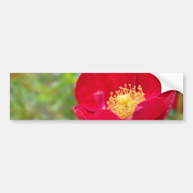 Rosas São Adesivos Vermelhos (Frente)