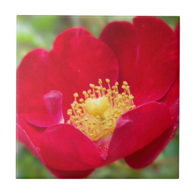 Rosas São Azulejo Vermelho Decorativo (Frente)