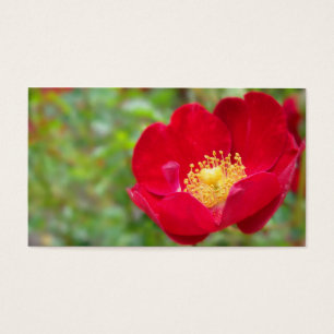 Rosas são marcadores vermelhos