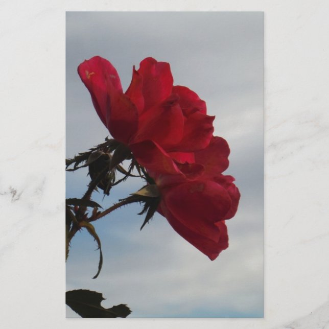 Rosas vermelhas contra o céu azul brilhante (Frente)